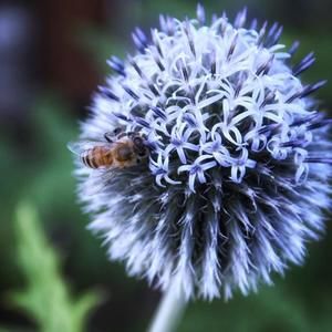 Meet your Posher, Blair